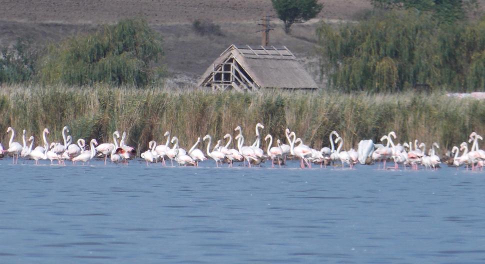 Sute de flamingo, observate pe lacul Goloviţa, lângă Jurilovca: "Este foarte posibil ca păsările să fi ajuns la noi din cauza războiului" 788495