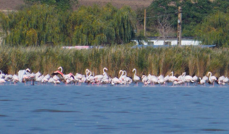 Sute de flamingo, observate pe lacul Goloviţa, lângă Jurilovca: "Este foarte posibil ca păsările să fi ajuns la noi din cauza războiului" 788496