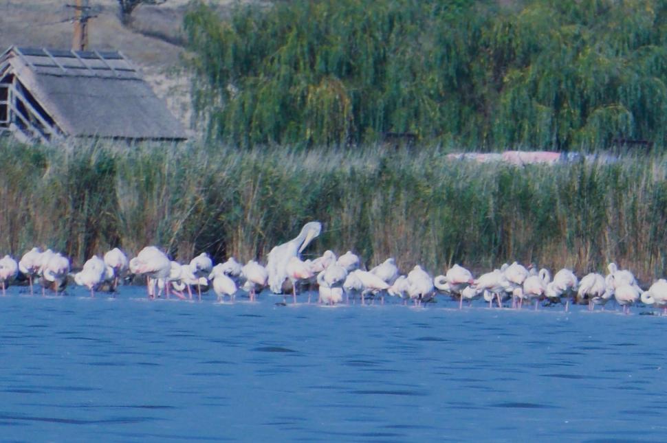 Sute de flamingo, observate pe lacul Goloviţa, lângă Jurilovca: "Este foarte posibil ca păsările să fi ajuns la noi din cauza războiului" 788497