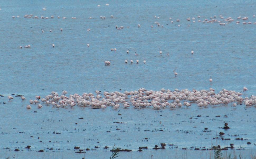 Sute de flamingo, observate pe lacul Goloviţa, lângă Jurilovca: "Este foarte posibil ca păsările să fi ajuns la noi din cauza războiului" 788499