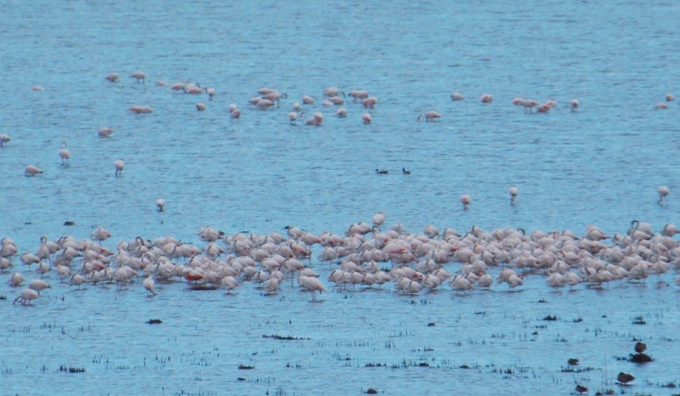 Sute de flamingo, observate pe lacul Goloviţa, lângă Jurilovca: "Este foarte posibil ca păsările să fi ajuns la noi din cauza războiului"