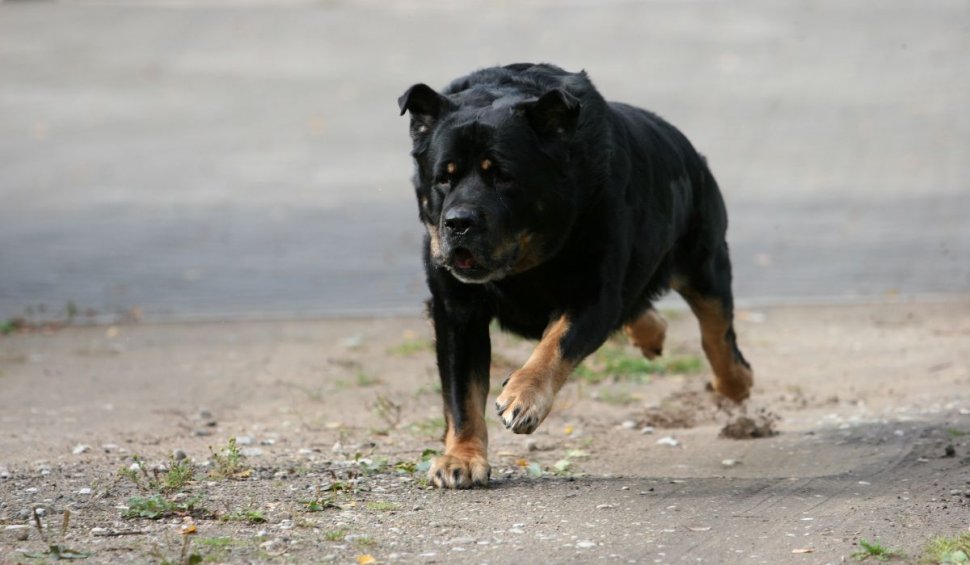 Câine din rasa Rottweiler, împușcat de un polițist | A sfâșiat piciorul unei tinere din Mangalia