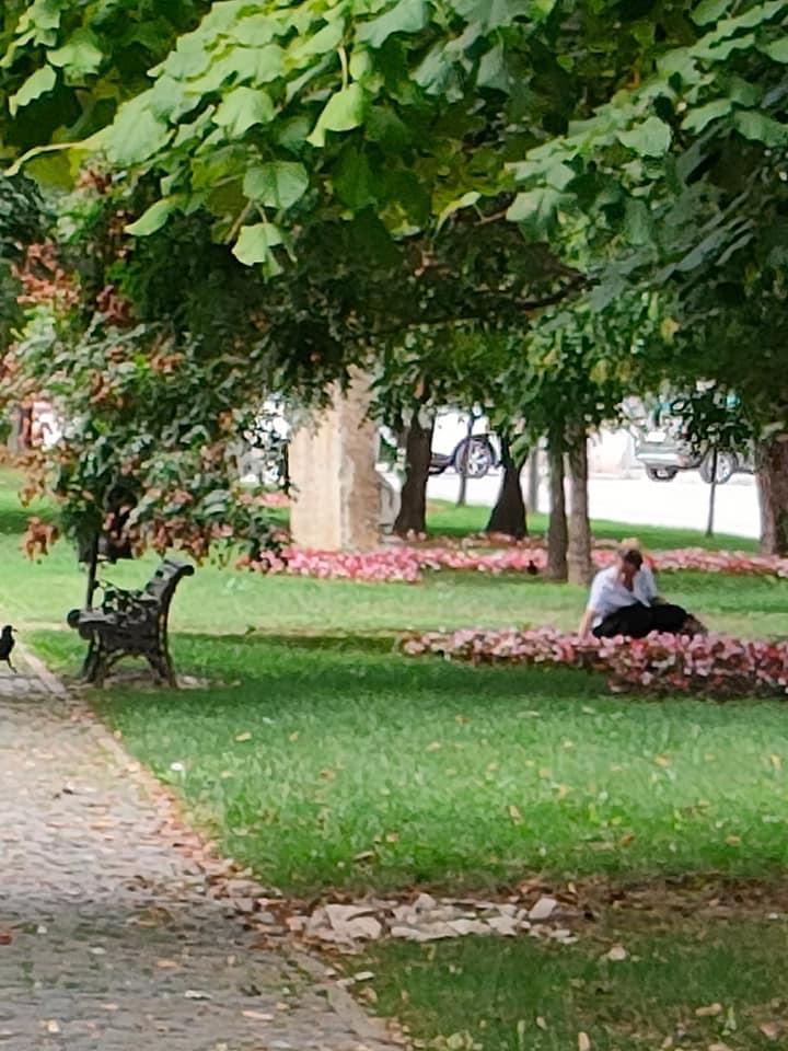 Tânără cu BMW, prinsă când fura flori cu tot cu rădăcină dintr-un parc din Craiova 789118