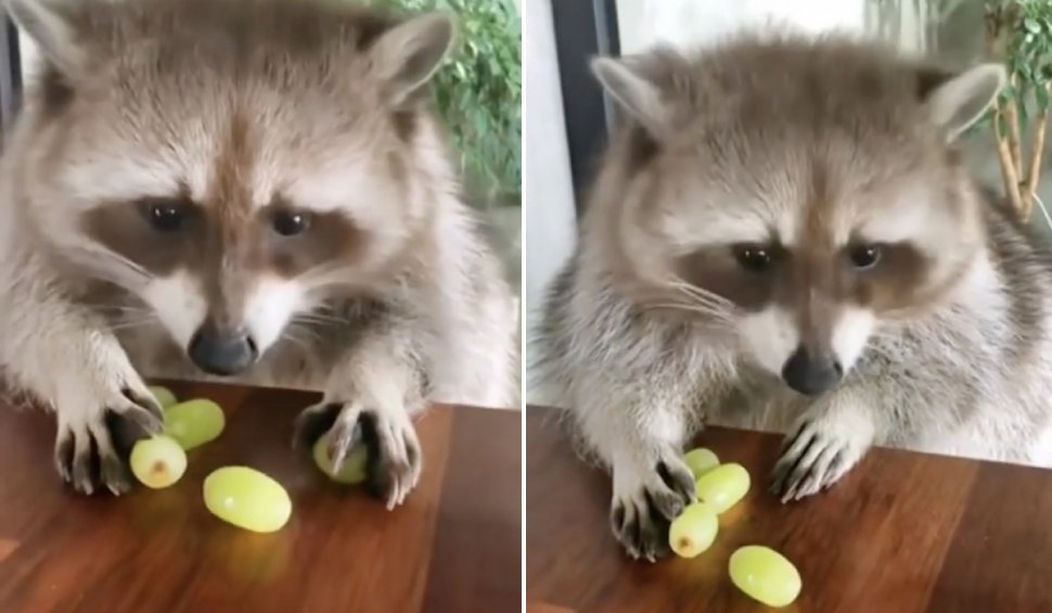 Reacția unui raton când stăpânul încearcă să îi fure din mâncare, virală pe internet. Oamenii au fost înduioșați: "Adorabil!"