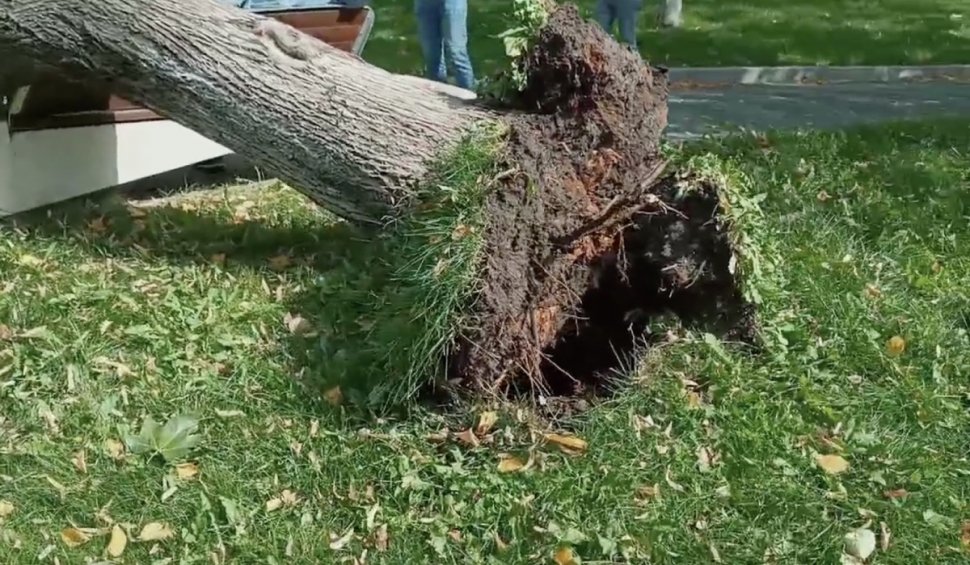 Copac prăbușit peste un bărbat care stătea pe bancă, într-un parc din Slatina