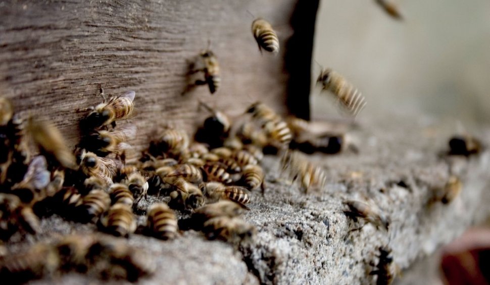 Un copil și doi adulți au fost atacați de viespi sălbatice într-o pădure din Argeș | Băiatul de 8 ani a ajuns la spital