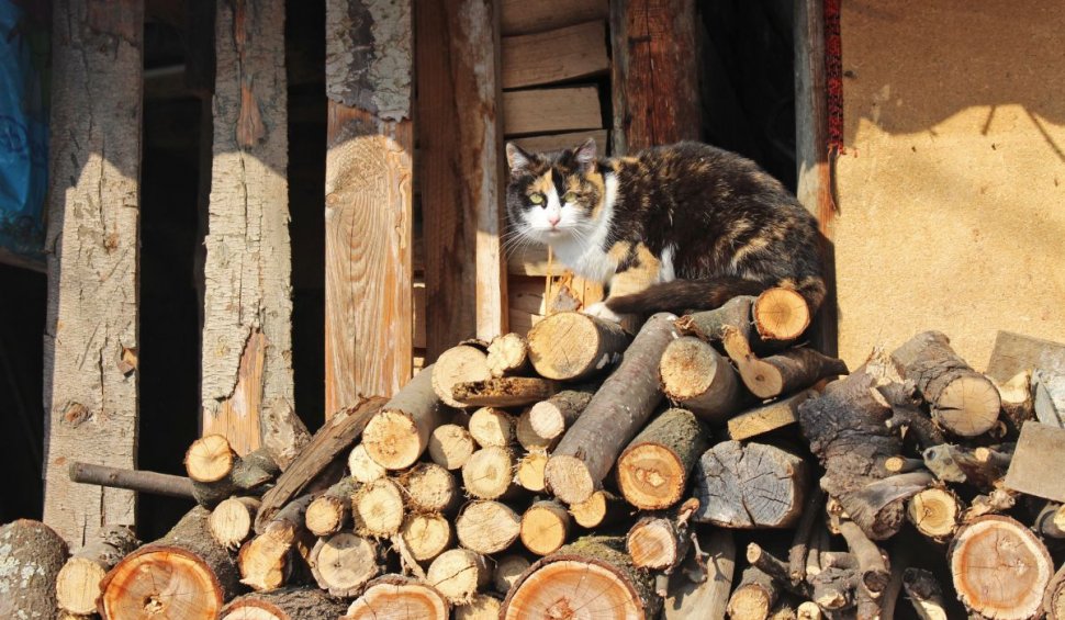 Preţul lemnelor de foc ar putea fi plafonat de Guvern | Măsura se află pe masa Coaliţiei de guvernare