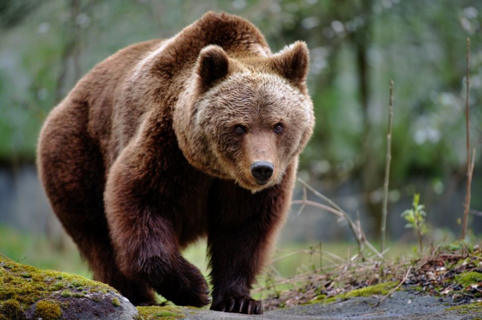 Comunele din ţară unde oamenii sunt ţinuţi în case de mesaje RO-Alert, care anunţă prezenţa urşilor 