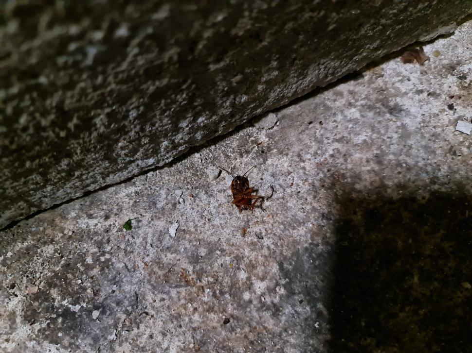 Bistro din Sectorul 2, amendat de ANPC în urma unor sesizări. Controlul a dus la descoperirea unor nereguli grave 790604