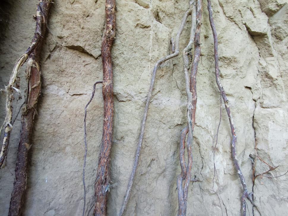 Sit arheologic din paleolitic, descoperit în Vrancea. Prezintă și un element unic pentru siturile din România 790536