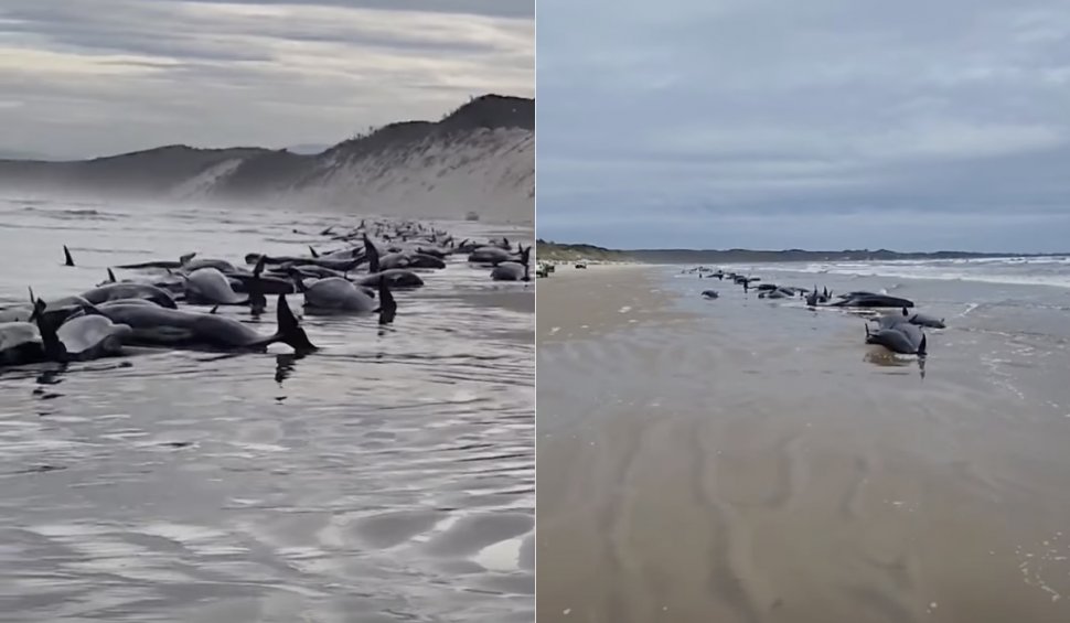 230 de balene au eșuat pe o plajă din Tasmania. Este al doilea incident, în doar 24 de ore