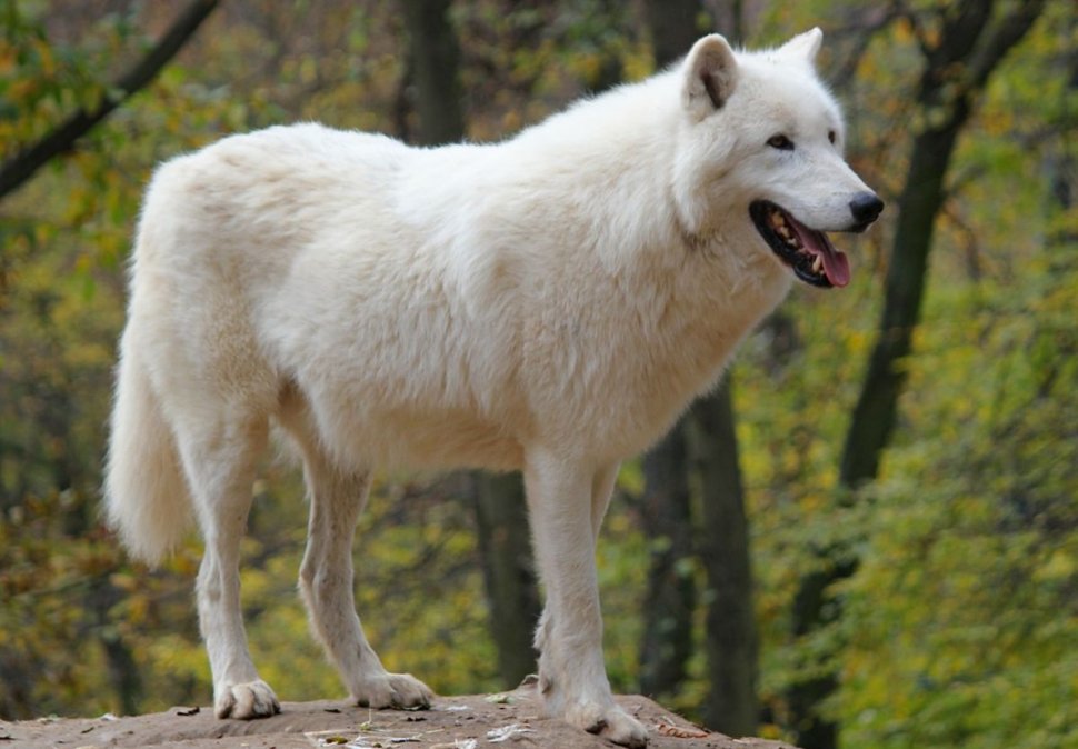 Avenue Score grade Cercetătorii chinezi au clonat un lup arctic într-un proiect de conservare