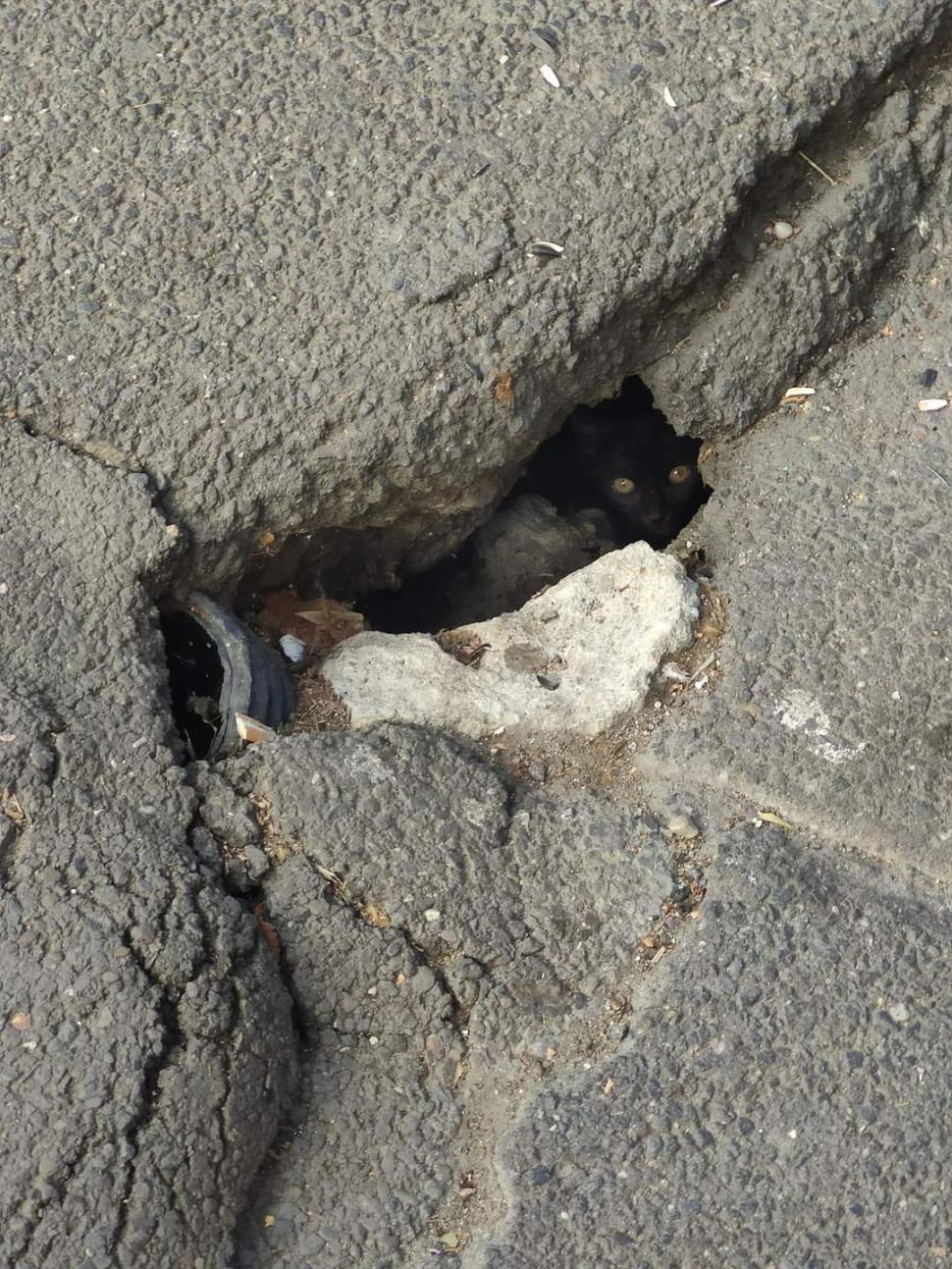 O pisică “asfaltată” sub planșeul Podului Izvor din București a fost salvată după cinci zile de captivitate  790735