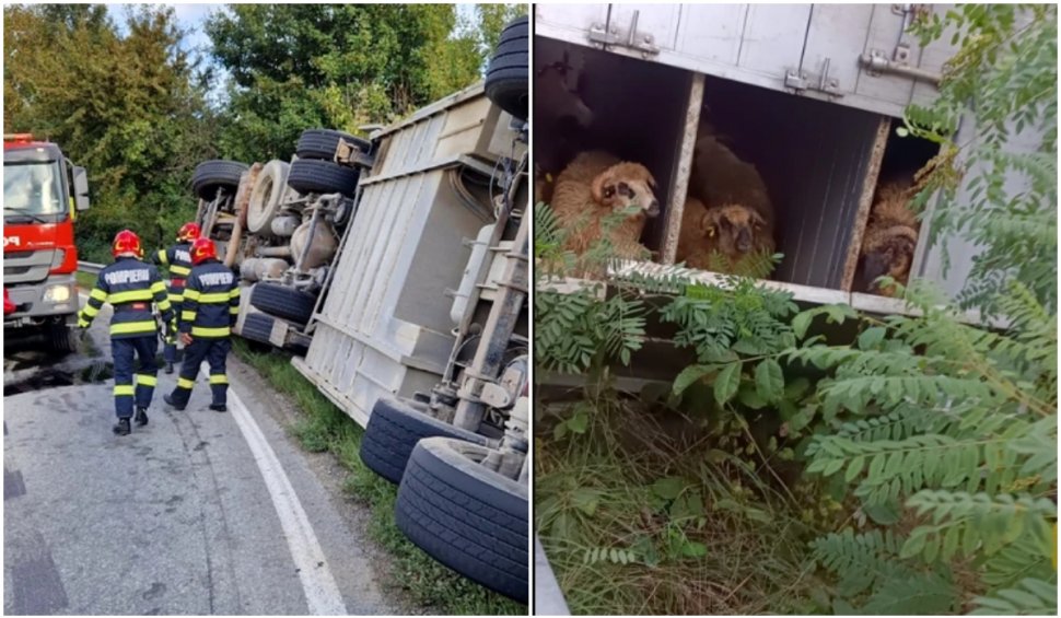 Un camion care transporta sute de oi s-a răsturnat pe DN 67, în Vâlcea