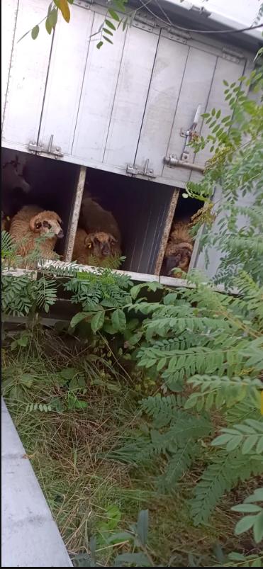 Un camion care transporta sute de oi s-a răsturnat pe DN 67, în Vâlcea 791041