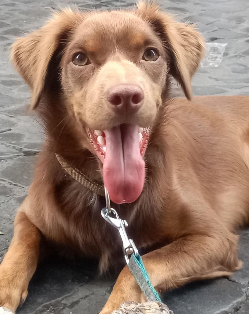 Marius a plecat la muncă în Italia, dar acum doarme pe străzi cu câinele. "L-a găsit la gunoi, cu o lăbuţă ruptă" 790969