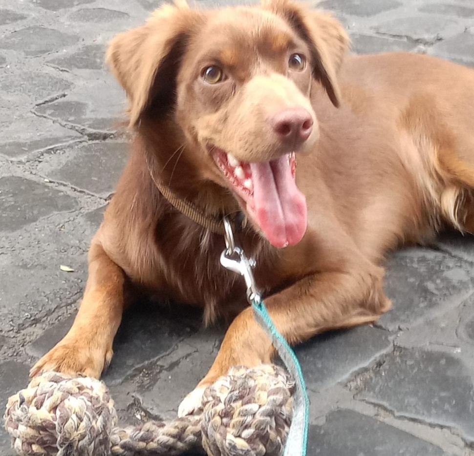 Marius a plecat la muncă în Italia, dar acum doarme pe străzi cu câinele. "L-a găsit la gunoi, cu o lăbuţă ruptă" 790970