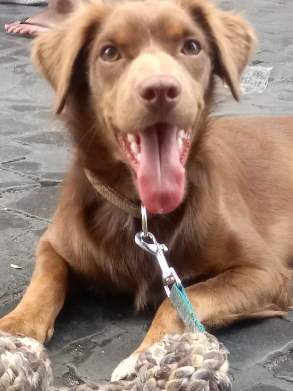 Marius a plecat la muncă în Italia, dar acum doarme pe străzi cu câinele. "L-a găsit la gunoi, cu o lăbuţă ruptă" 790971