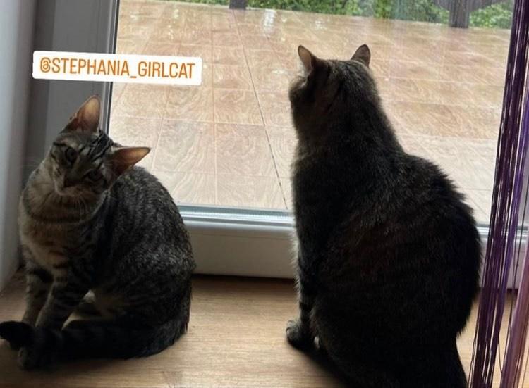 Stepan, cel mai popular motan din Ucraina, a revenit acasă, după mai multe luni în Franța, împreună cu "iubita" lui, Stephania 790915