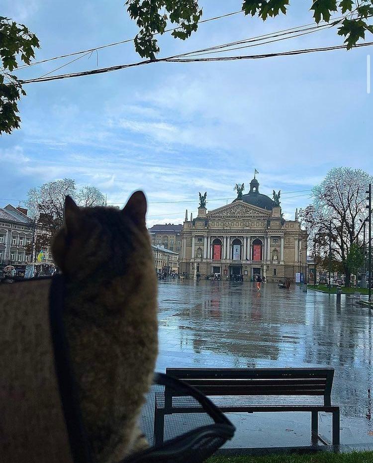 Stepan, cel mai popular motan din Ucraina, a revenit acasă, după mai multe luni în Franța, împreună cu "iubita" lui, Stephania 790916