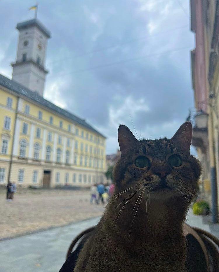 Stepan, cel mai popular motan din Ucraina, a revenit acasă, după mai multe luni în Franța, împreună cu "iubita" lui, Stephania 790917