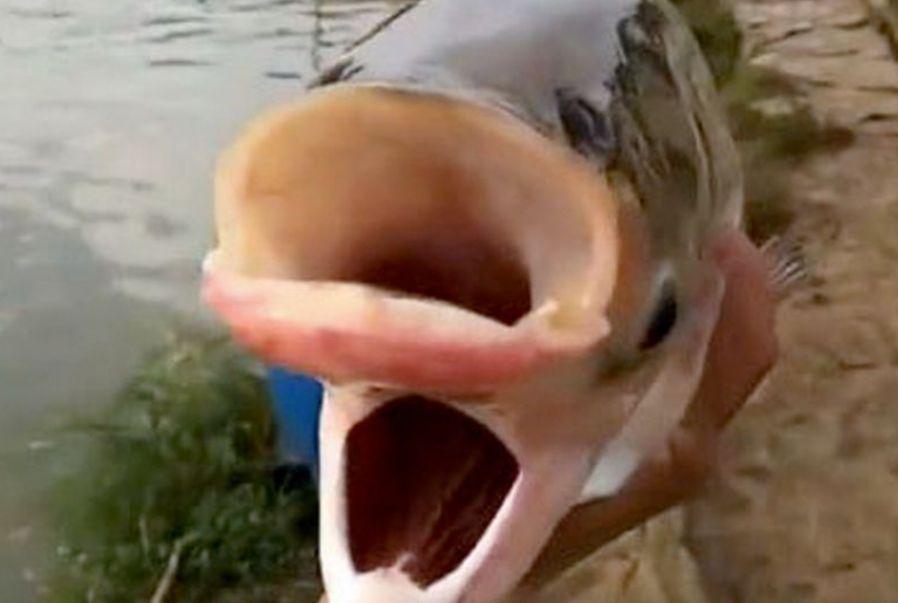 Are două capete, două guri și 4 ochi! Cum arată "peștele Cernobîl" 791238