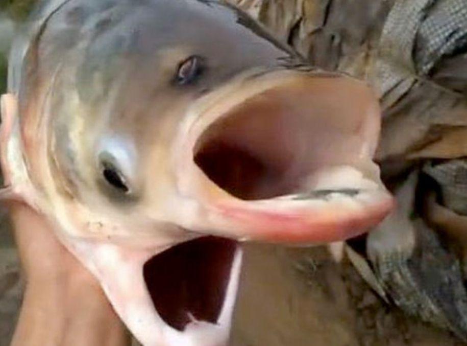 Are două capete, două guri și 4 ochi! Cum arată "peștele Cernobîl" 791239