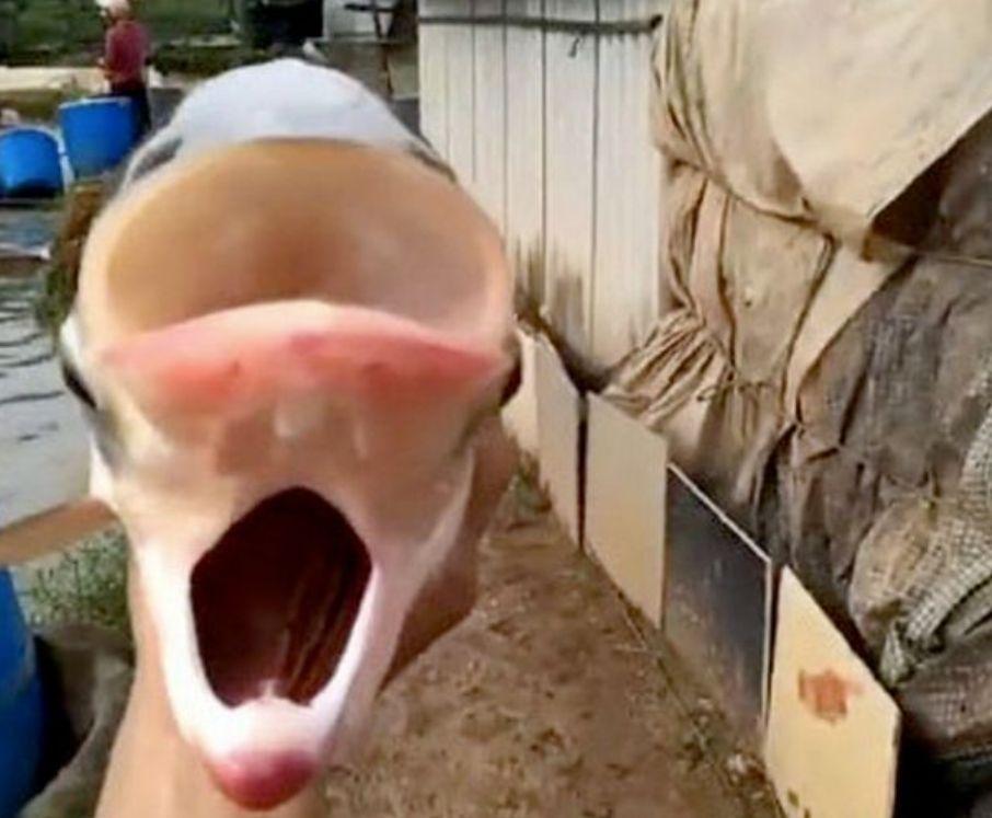 Are două capete, două guri și 4 ochi! Cum arată "peștele Cernobîl" 791240