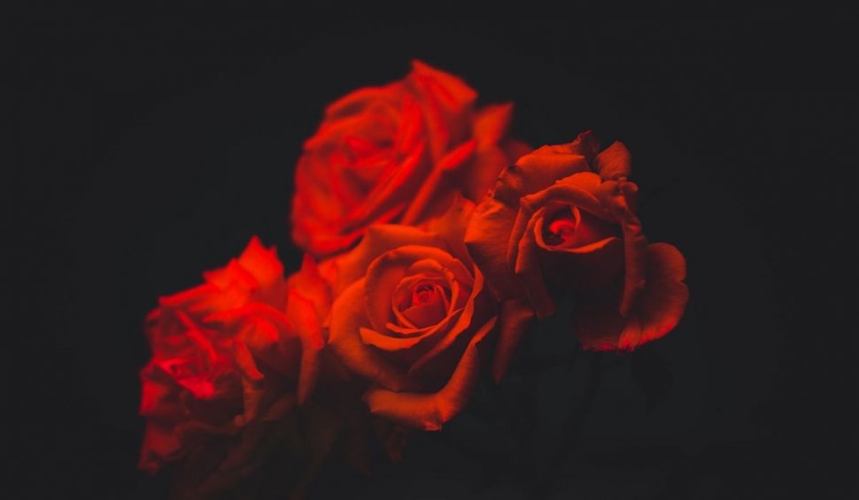 Care este semnificația culorilor când vorbim de trandafir