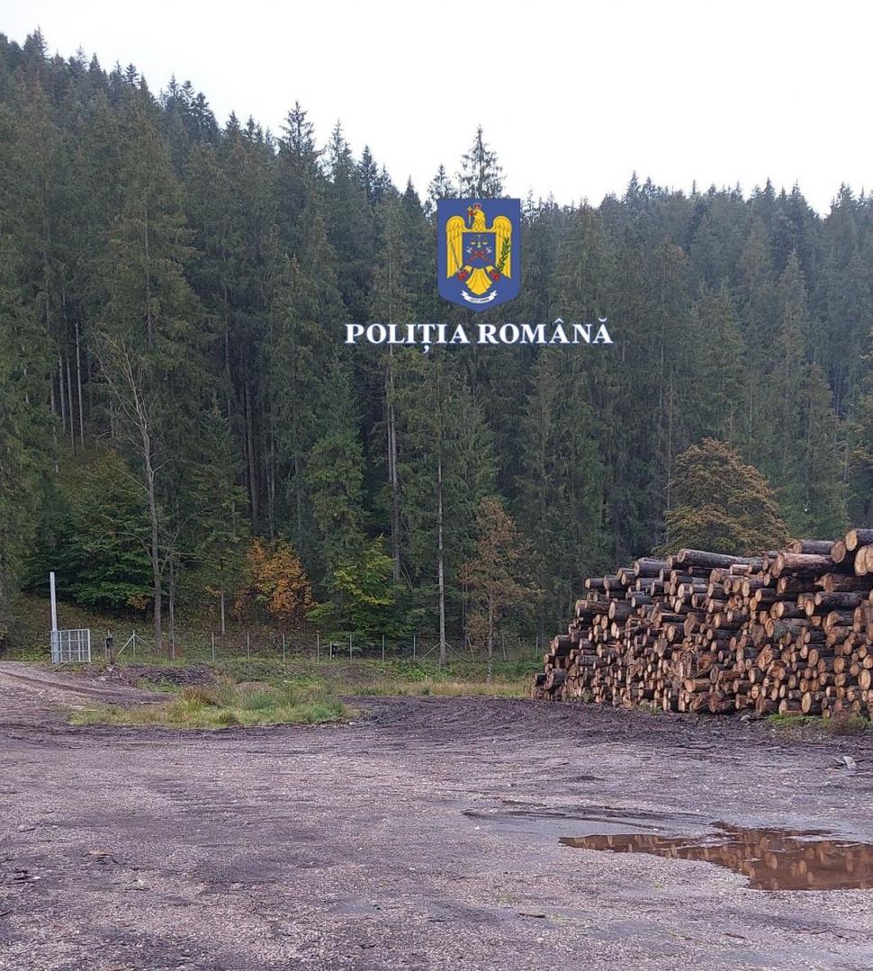 146 de percheziții în capitală și în 16 județe, la hoții de lemne 791841