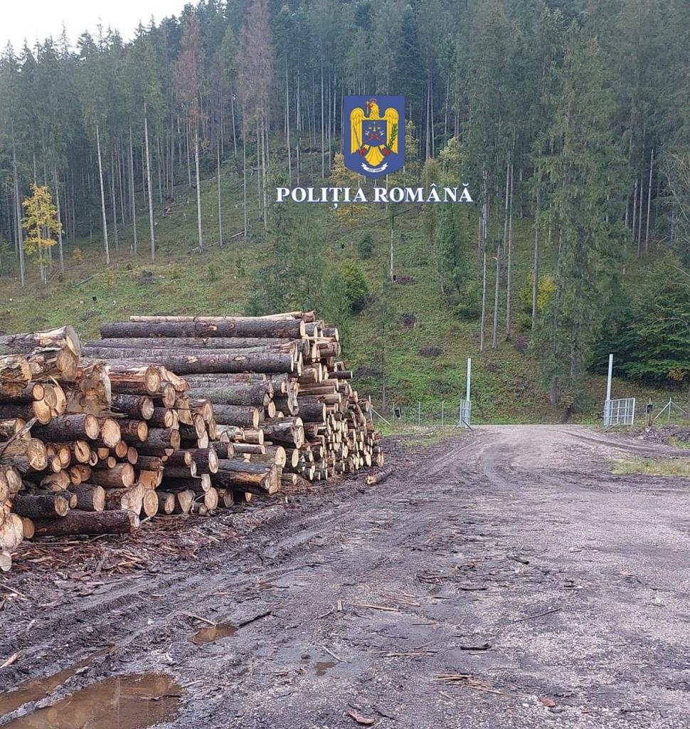 146 de percheziții în capitală și în 16 județe, la hoții de lemne 791843
