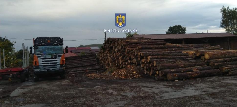 146 de percheziții în capitală și în 16 județe, la hoții de lemne 791844