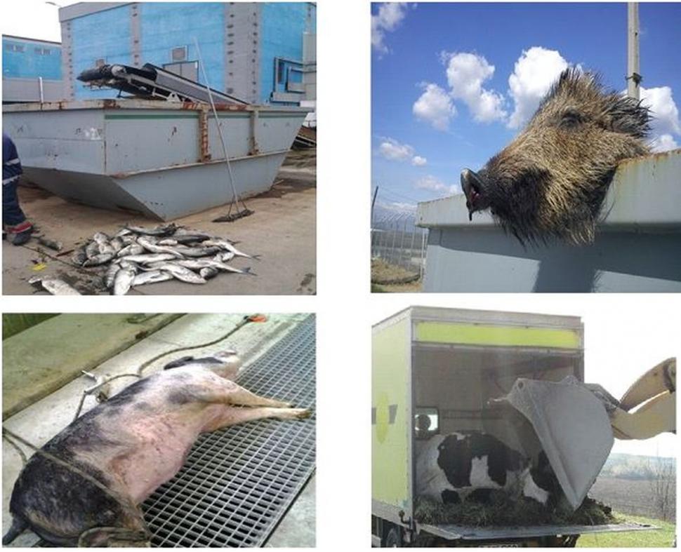 Imagini frapante cu ce aruncă bucureștenii în canalizare: de la porci întregi, până la televizoare și traverse de cale ferată 791852