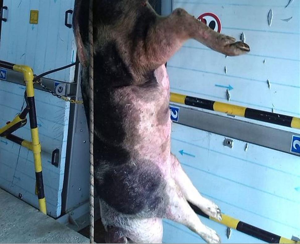 Imagini frapante cu ce aruncă bucureștenii în canalizare: de la porci întregi, până la televizoare și traverse de cale ferată 791853