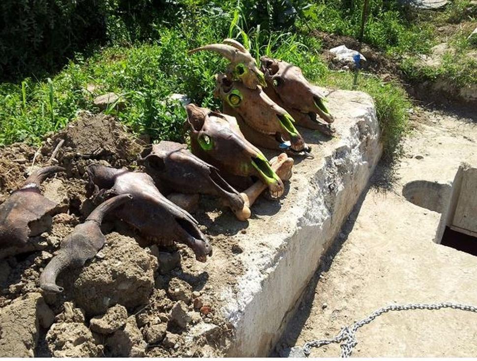 Imagini frapante cu ce aruncă bucureștenii în canalizare: de la porci întregi, până la televizoare și traverse de cale ferată 791855