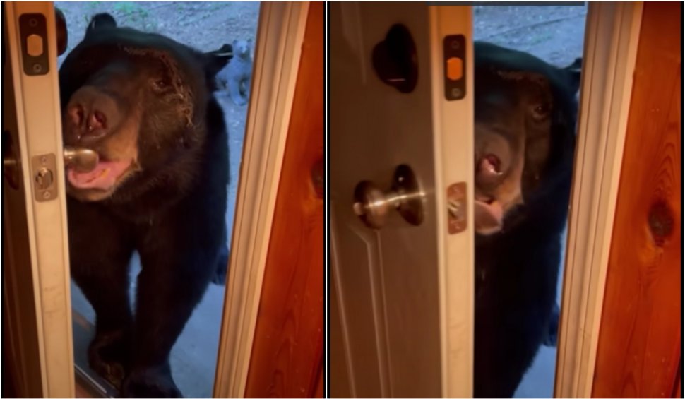 Ursul la nevoie se cunoaște. Imagini virale cu Moș Martin care închide ușa