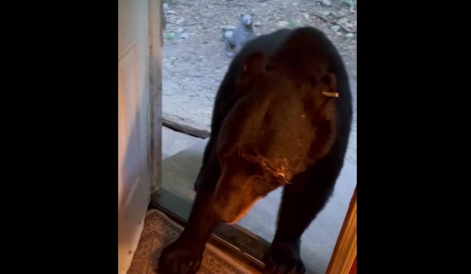 Ursul la nevoie se cunoaște. Imagini virale cu Moș Martin care închide ușa 792407