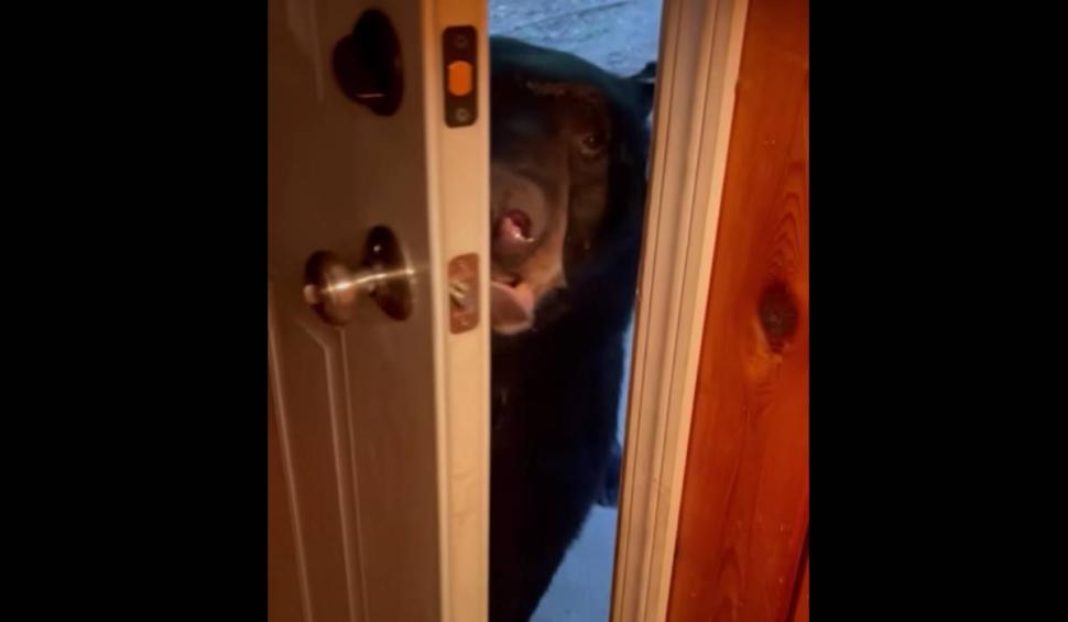 Ursul la nevoie se cunoaște. Imagini virale cu Moș Martin care închide ușa 792408