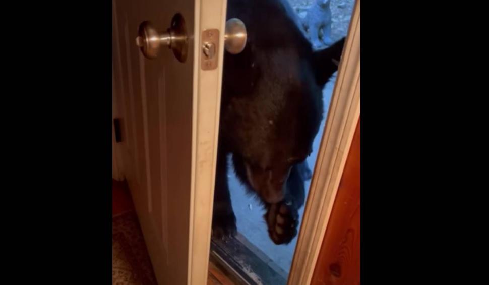 Ursul la nevoie se cunoaște. Imagini virale cu Moș Martin care închide ușa 792409