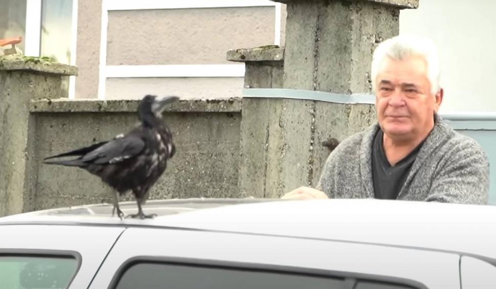 Un bărbat din Bihor este nedespărțit de un corb pe îl creşte de doi ani 792541