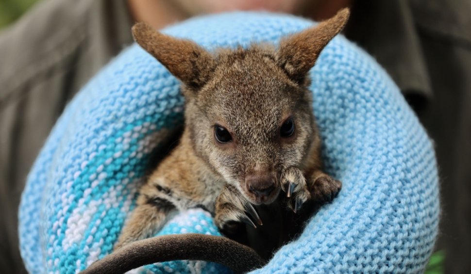 Australia anunţă 15 noi specii ameninţate cu dispariţia, printre care și un mic wallaby