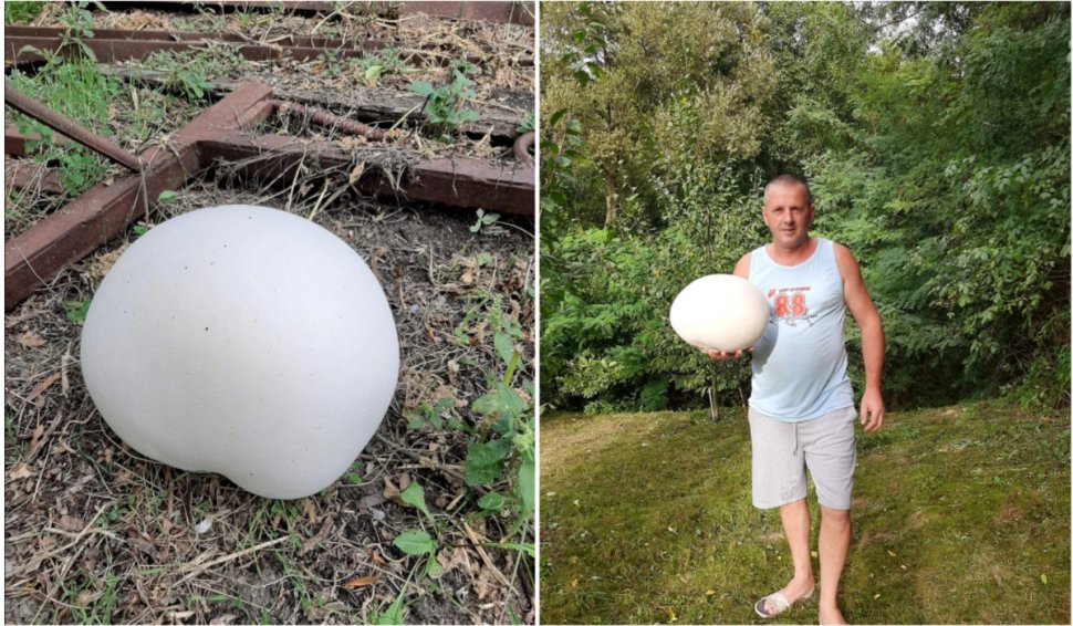 Ciuperci uriaşe de peste 3 kg, în curtea unui bărbat din judeţul Dâmboviţa