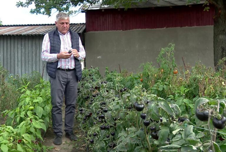 Oraşul din ţară unde cresc roșiile negre cu proprietăți în prevenirea cancerului 792977