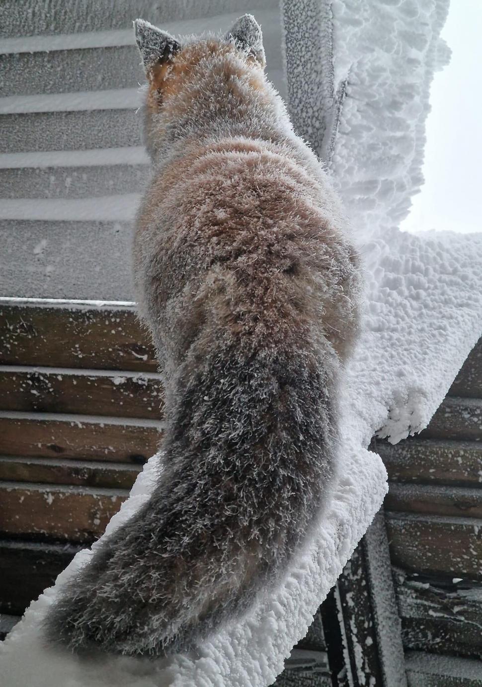 Foxy, vulpea-vedetă a staţiei meteo de la Vârful Omu, şi-a făcut din nou apariţia. Imagini surprinse de meteorologi, pe zăpadă 793119