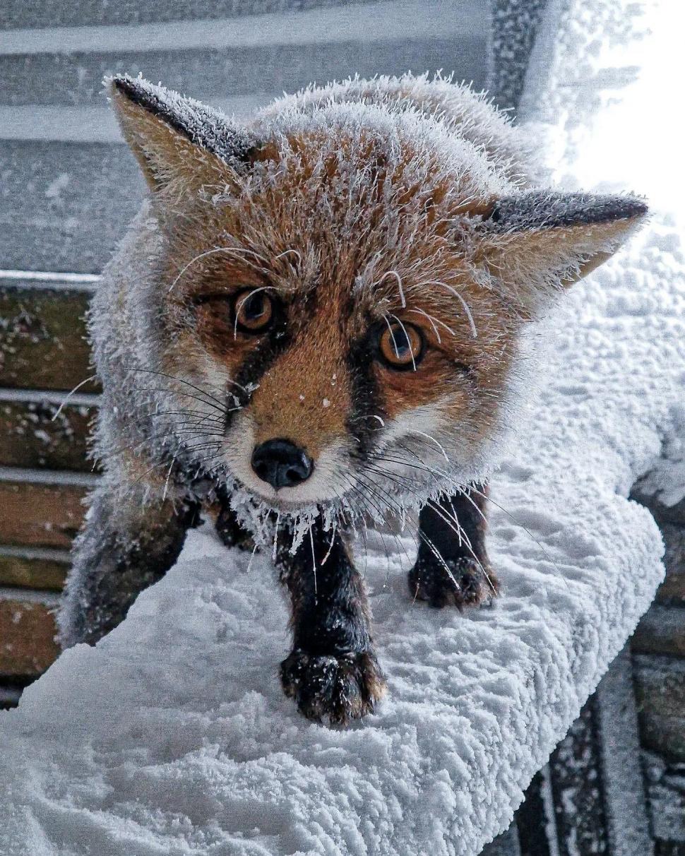 Foxy, vulpea-vedetă a staţiei meteo de la Vârful Omu, şi-a făcut din nou apariţia. Imagini surprinse de meteorologi, pe zăpadă 793120