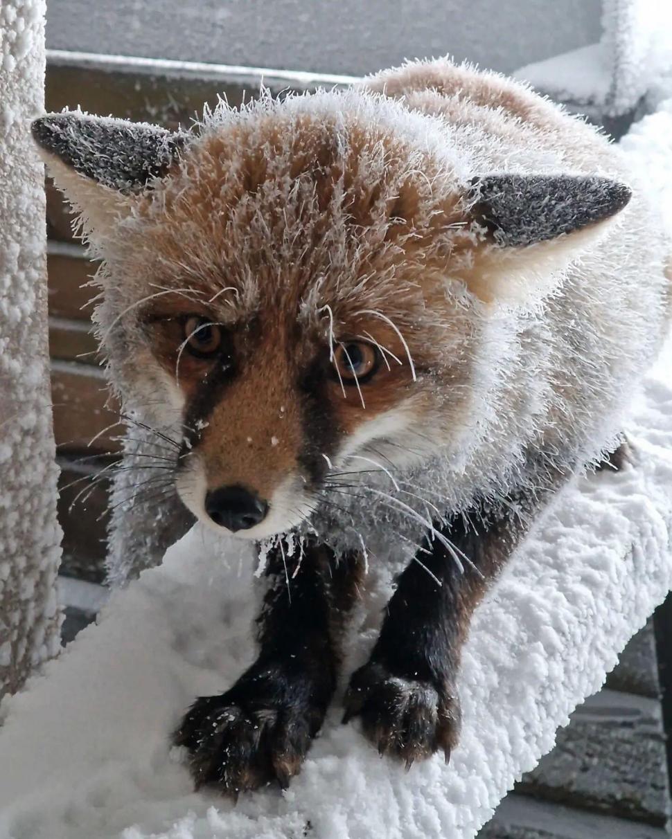 Foxy, vulpea-vedetă a staţiei meteo de la Vârful Omu, şi-a făcut din nou apariţia. Imagini surprinse de meteorologi, pe zăpadă 793121