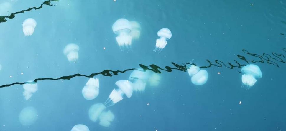 Invazie de meduze pe litoral. Imagini inedite surprinse de pescari 793180