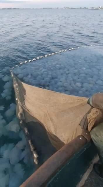 Invazie de meduze pe litoral. Imagini inedite surprinse de pescari 793181