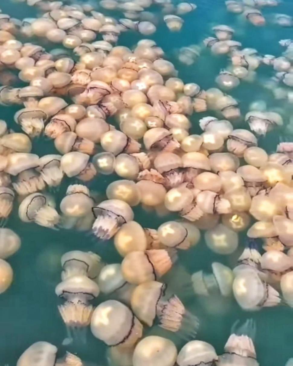 Invazie de meduze pe litoral. Imagini inedite surprinse de pescari 793182