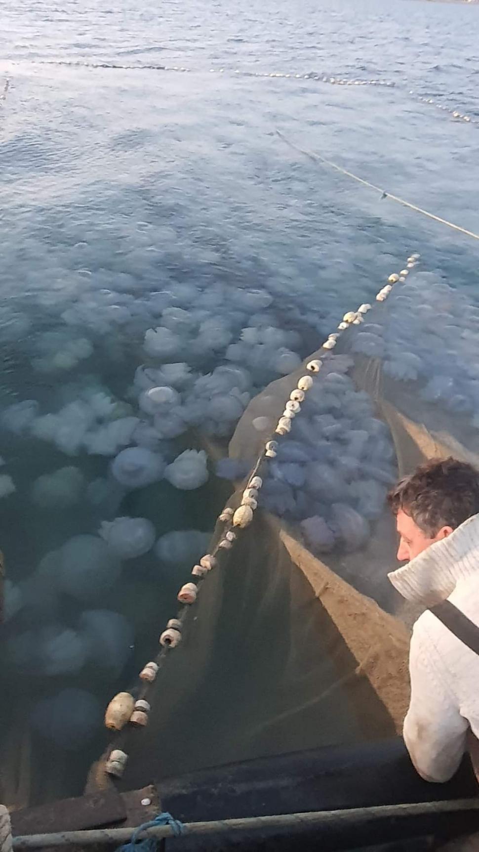 Invazie de meduze pe litoral. Imagini inedite surprinse de pescari 793183